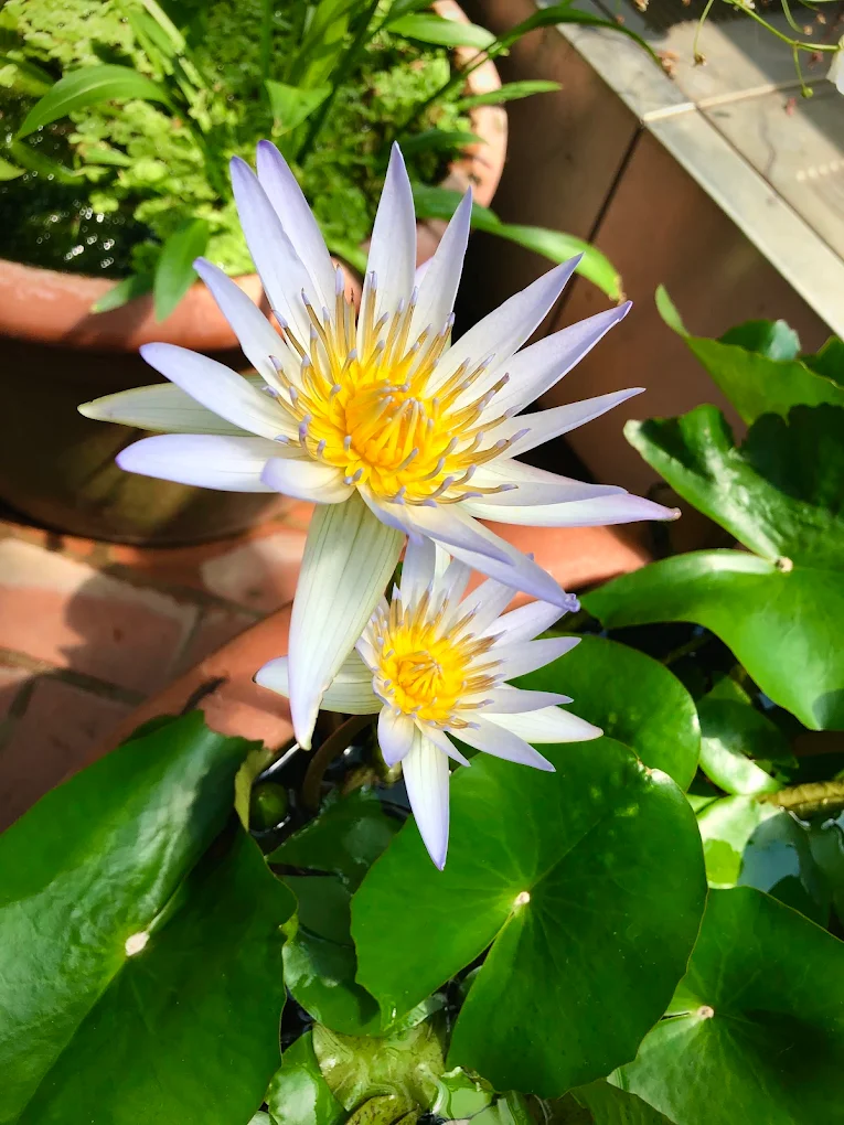 Brooklyn Botanical Garden